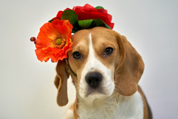 Ginger-colored Beagle, hanging long ears, brown eyes, white nose, wears wreath with flowers, spring mood photo, isolated on wall. Close-up portrait of dogs muzzle. Horizontal shot of animal