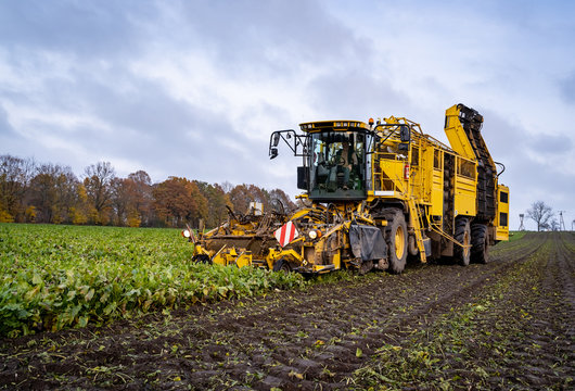 Ernten der Zuckerrüben auf einen Feld durch einen Vollernter