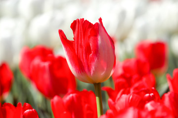 チューリップの花畑