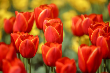 チューリップの花畑