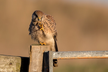 Kestrel Preening on Wooden Post
