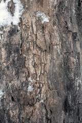 Tree bark and white snow. Tree trunk on a winter day close-up.