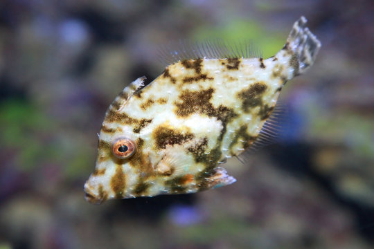 Bristle tail filefish - Acreichthys tomentosus.