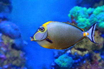 Fototapeta na wymiar Naso lituratus - barcheek unicornfish - marine fish
