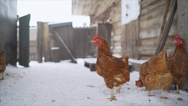Chicken farm/Mountain village chicken farm stable with lots of hen doing exercise outdoor on an early winter day. Beautiful hens - laying hens in the winter in the yard