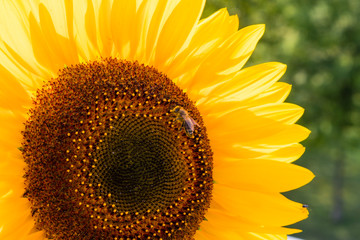 Sonnenblume mit Biene