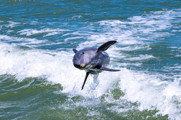 Delfin springt aus der Welle © Maximilian