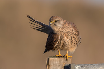 Kestrel Preening on Wooden Post