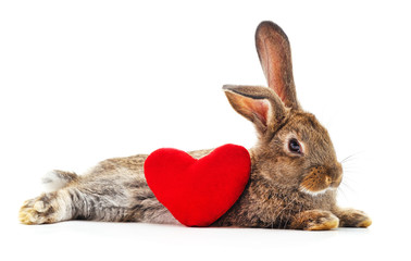 Fototapeta na wymiar Rabbit with toy heart.