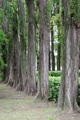 Row of tall pyramidal poplars