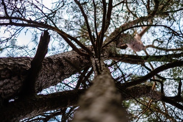 tree trunks in autumn without leaves and shallow depth of field against the sky