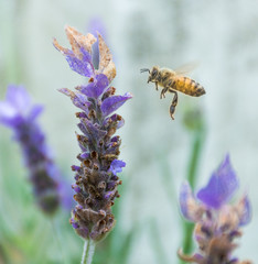 Bee visiting Lavender Bloom