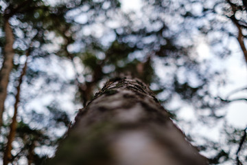 tree trunks in autumn without leaves and shallow depth of field against the sky