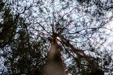 tree trunks in autumn without leaves and shallow depth of field against the sky