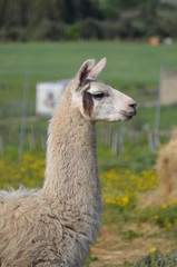 Obraz premium Llama lama in the zoo outdoors