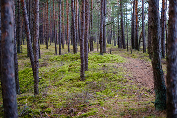 empty pine tree forest in late autumn