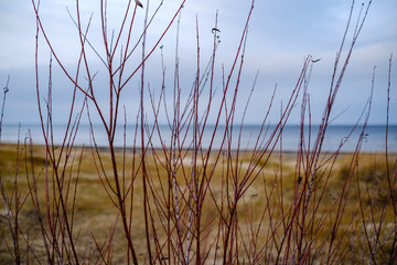 empty sea beach in autumn with some bushes and dry grass