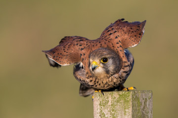 Kestrel on Post