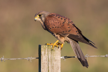 Kestrel Perched on Post