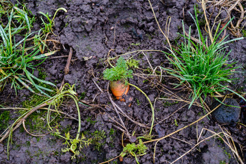 late garden in autumn with frozen vegetables