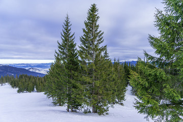 A Christmas trees on the snow mountain
