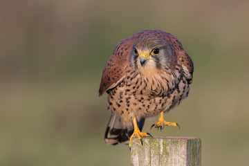 Kestrel Perched on Post
