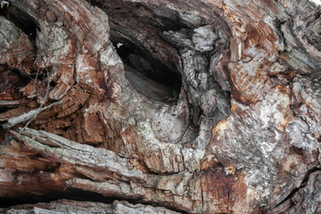 Tree bark close-up. Bark of an old tree with flaws, side view.