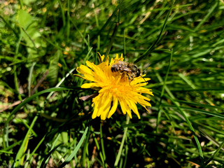 Common dandelion blooming with a bee on it