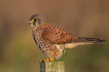 Kestrel Perched on Post