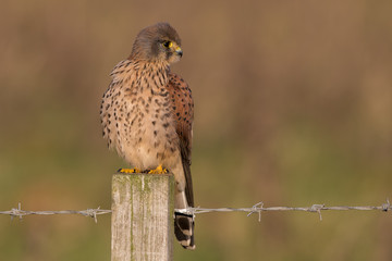 Kestrel Perched on Post