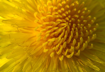 Blooming dandelion flower. Nature concept for design.  Background. Close Up.  Horizontal background. Spring. Season. 