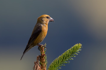 Fototapeta premium Crossbill Perched in Tree