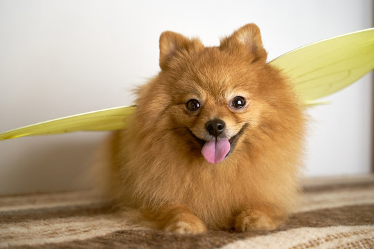 Beautiful photo of German Spitz ginger color with eyes button with standing ears sticks out tongue turns head on side smiles laughs. Wears butterfly wing. Close-up portrait of dogs muzzle. Animal