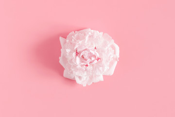 Light pink flowers composition. Beautiful peonies flowers on pastel pink background. Flat lay, top view, copy space 