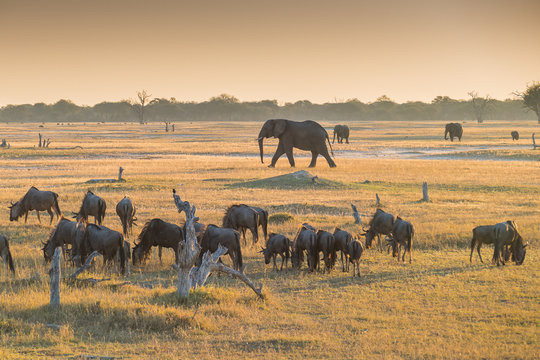 sunset in Hwang national parc, Zimbabwe