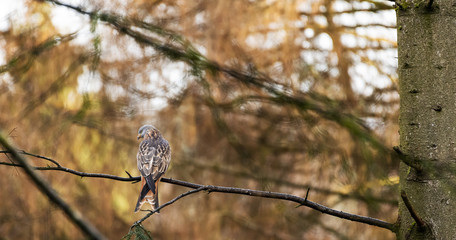 birds of prey
