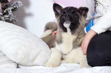 american akita puppy in studio