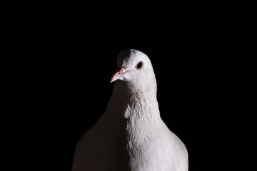 white dove closeup in the darkness