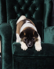 american akita puppy sitting on sofa