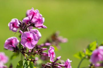 Fototapeta premium Beautiful Pinks Flocks Flowers in the garden