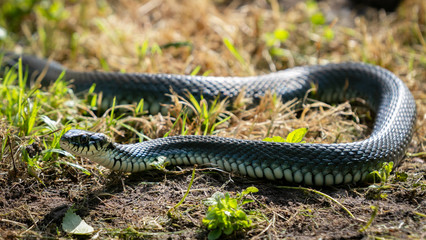 Scaly snake Natrix natrix on a grass in close-up 