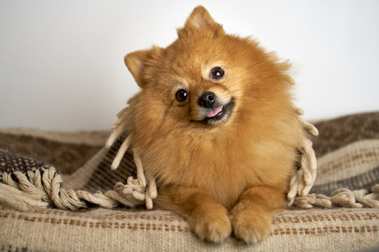Beautiful photo of German Spitz ginger color with eyes button with standing ears sticks out tongue turns head on side smiles laughs lies on blanket. Close-up portrait of dogs muzzle. shot of animal