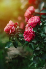 Moody bush of pink rose in garden, sunset light, floral background