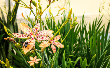 Flor Leopardo com abelha
