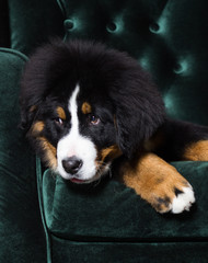 Bernese Mountain Dog puppy in studio