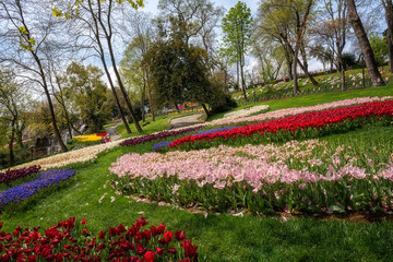 Amazing flowering garden, famous turkish park Emirgan Korusu in Istanbul during spring tulip festival, Turkey. Outdoor travel background