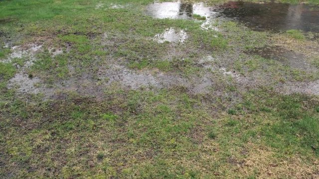 Rain on Lawn with Poor Drainage. Pan to the Right. 4k