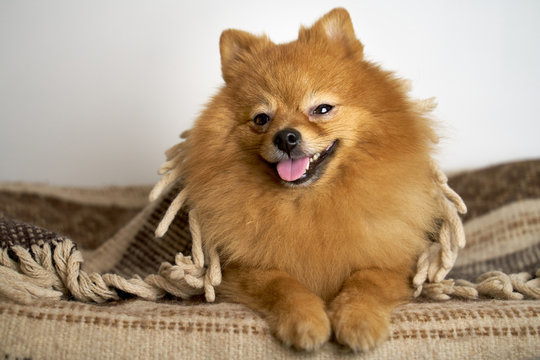 Beautiful photo of German Spitz ginger color with eyes button with standing ears sticks out tongue turns head on side smiles laughs lies on blanket. Close-up portrait of dogs muzzle. shot of animal