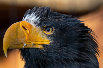 Russischer Riesenseeadler