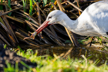Storch frisst Frosch